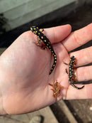 Turkish Yellow Spotted Newts (Neurergus crocatus)